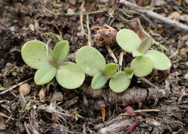 Jagged Chickweed photo 8