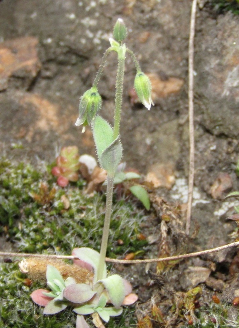Holosteum umbellatum subsp. syvaschicum