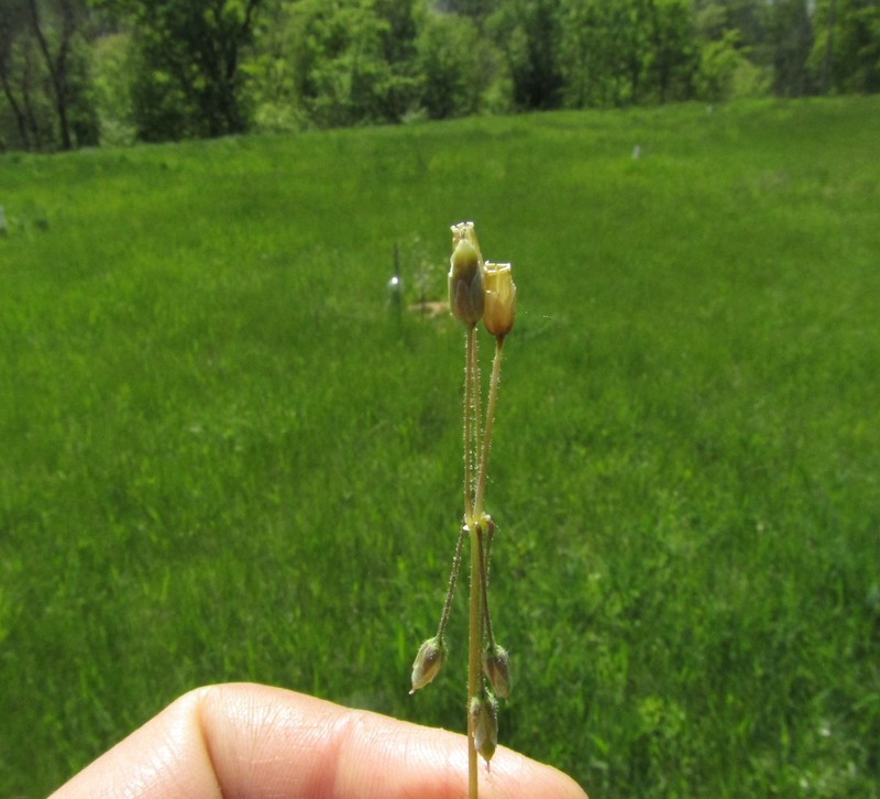 Holosteum umbellatum subsp. syvaschicum photo 2