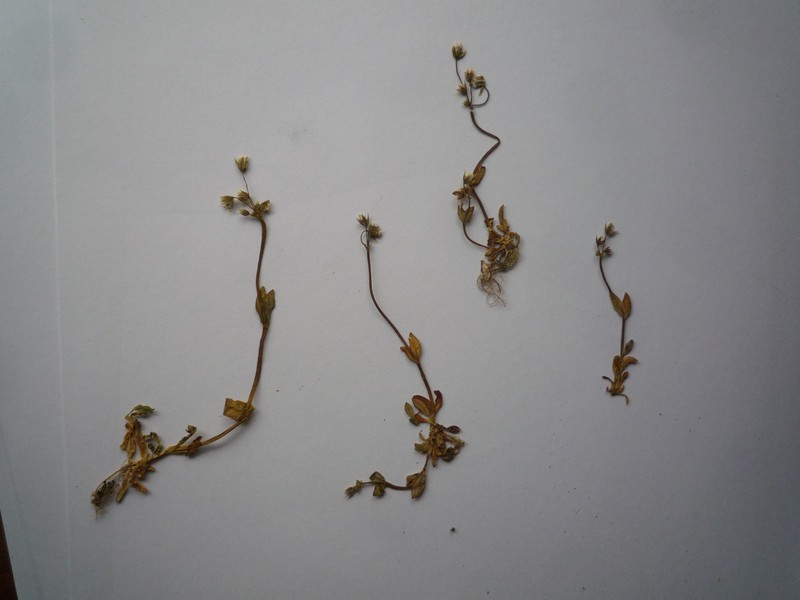 Holosteum umbellatum subsp. syvaschicum photo 3