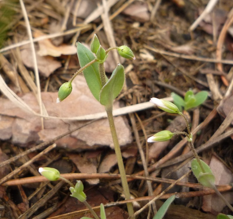 Holosteum umbellatum subsp. syvaschicum photo 4