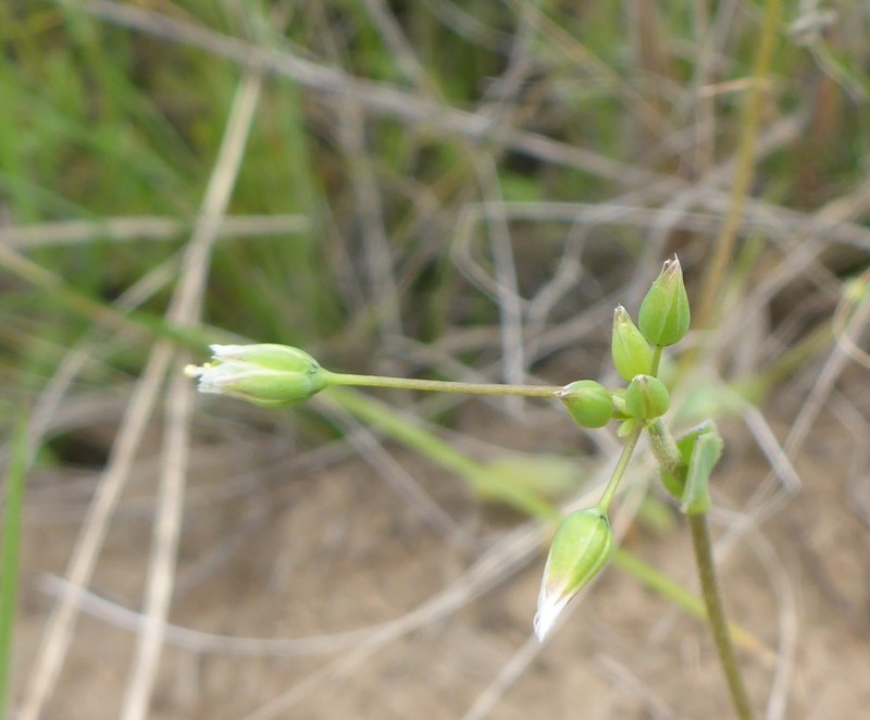 Holosteum umbellatum subsp. umbellatum