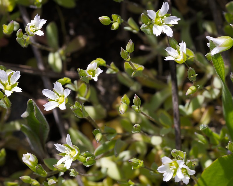 Holosteum umbellatum subsp. umbellatum photo 2