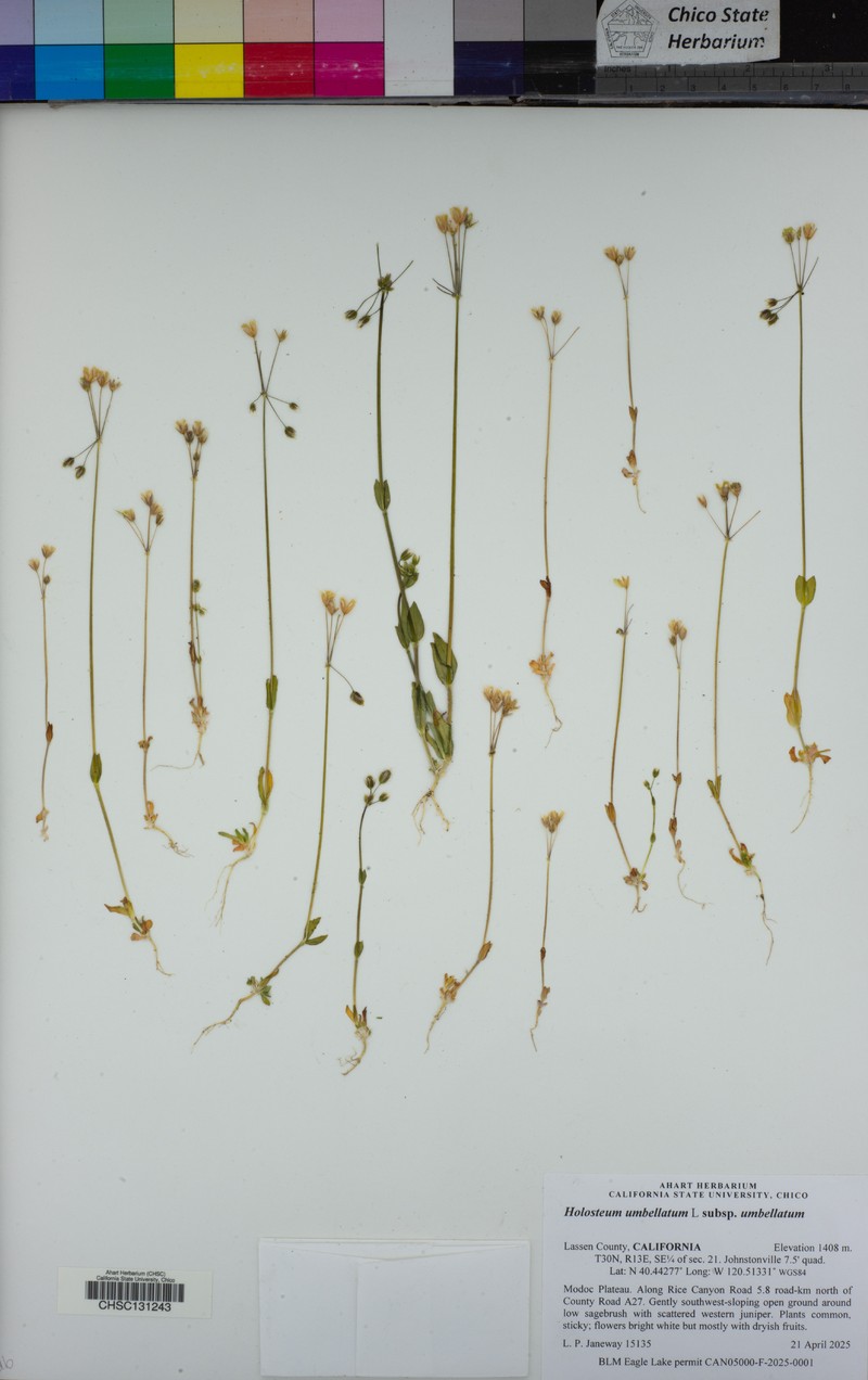 Holosteum umbellatum subsp. umbellatum photo 3