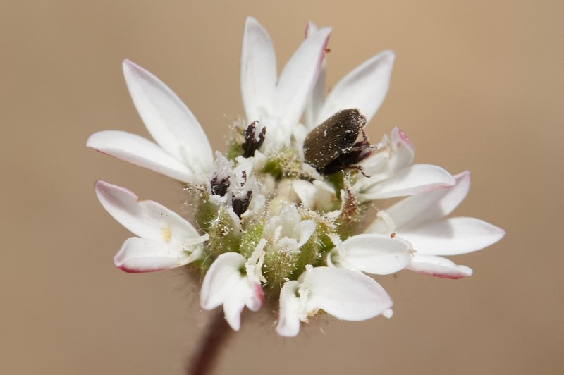 Whitecrown photo 2
