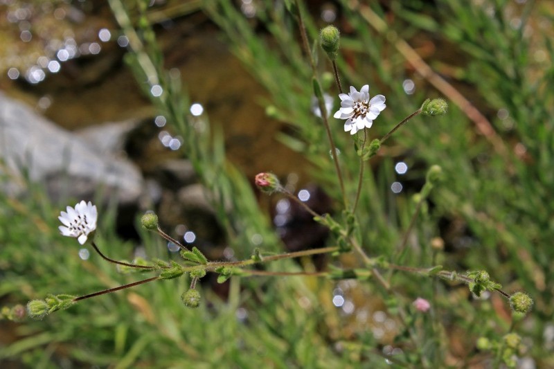 Whitecrown photo 3