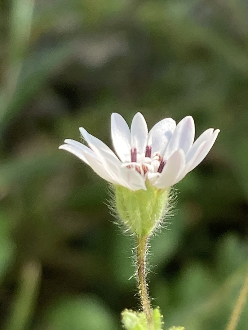 Whitecrown photo 4
