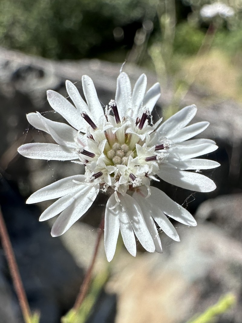 Whitecrown photo 5