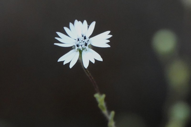 Whitecrown photo 6
