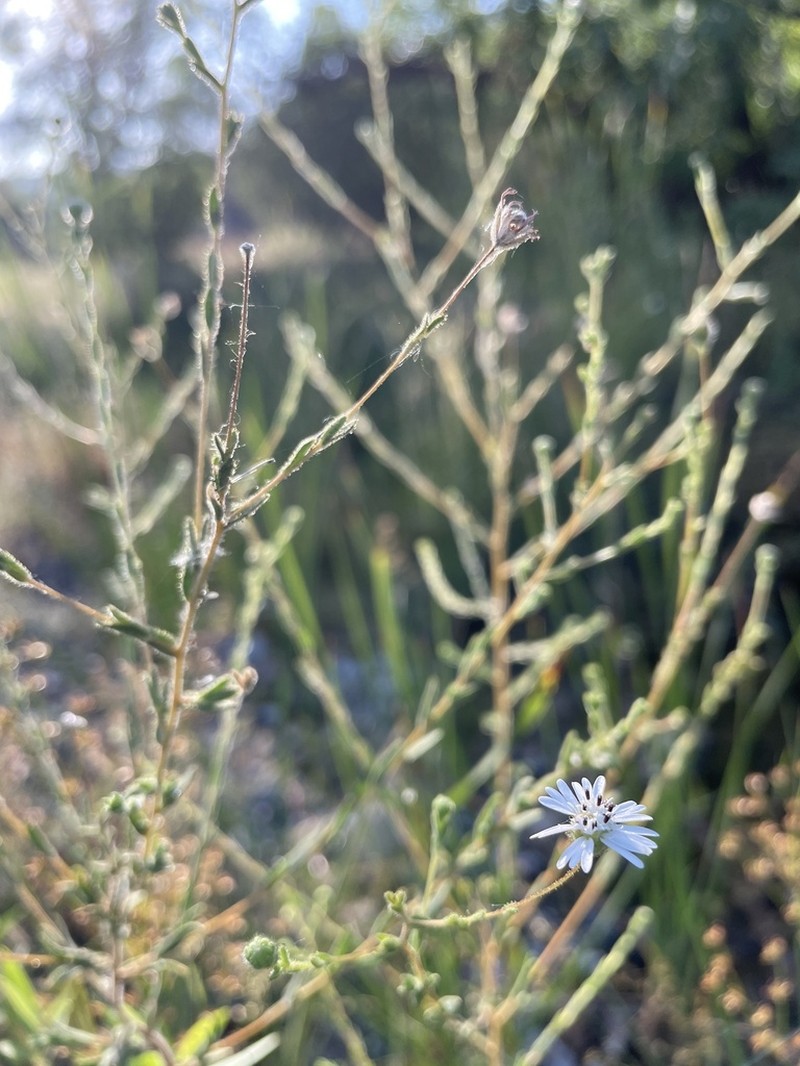 Whitecrown photo 7