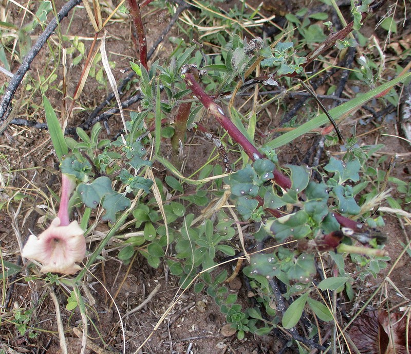 Holubia saccata photo 2