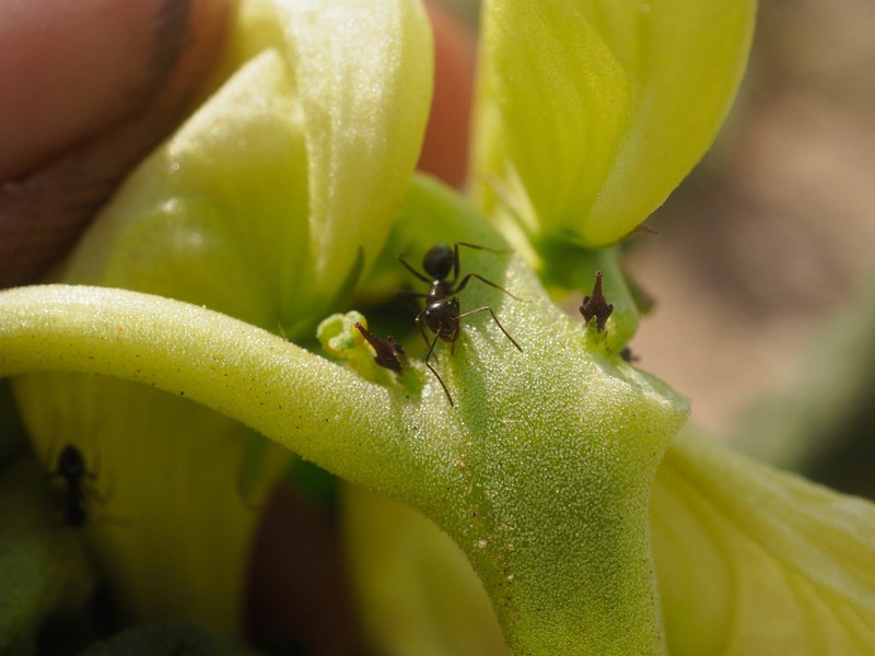 Holubia saccata photo 3