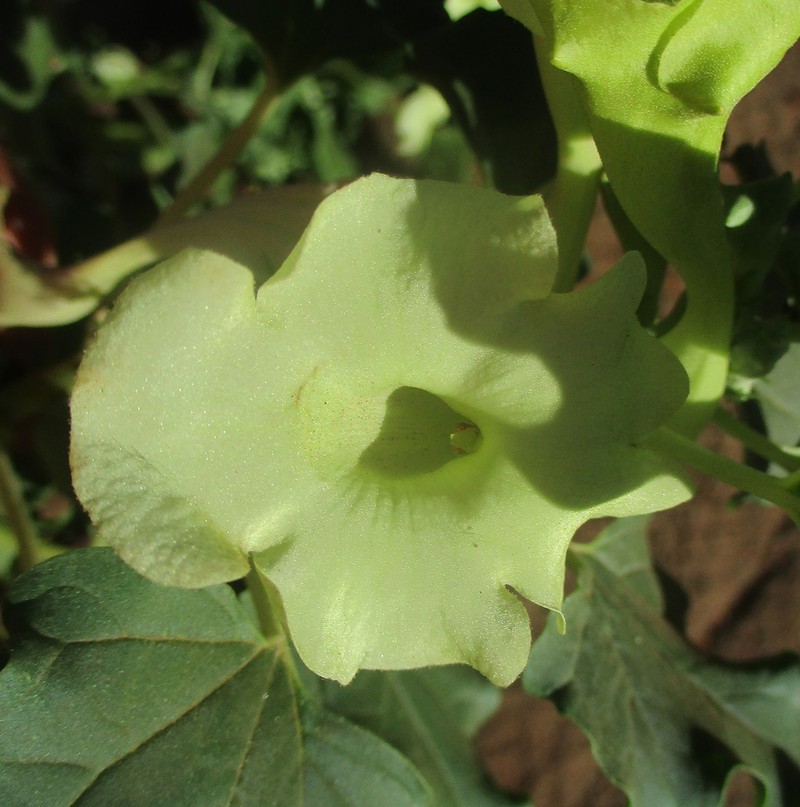 Holubia saccata photo 6