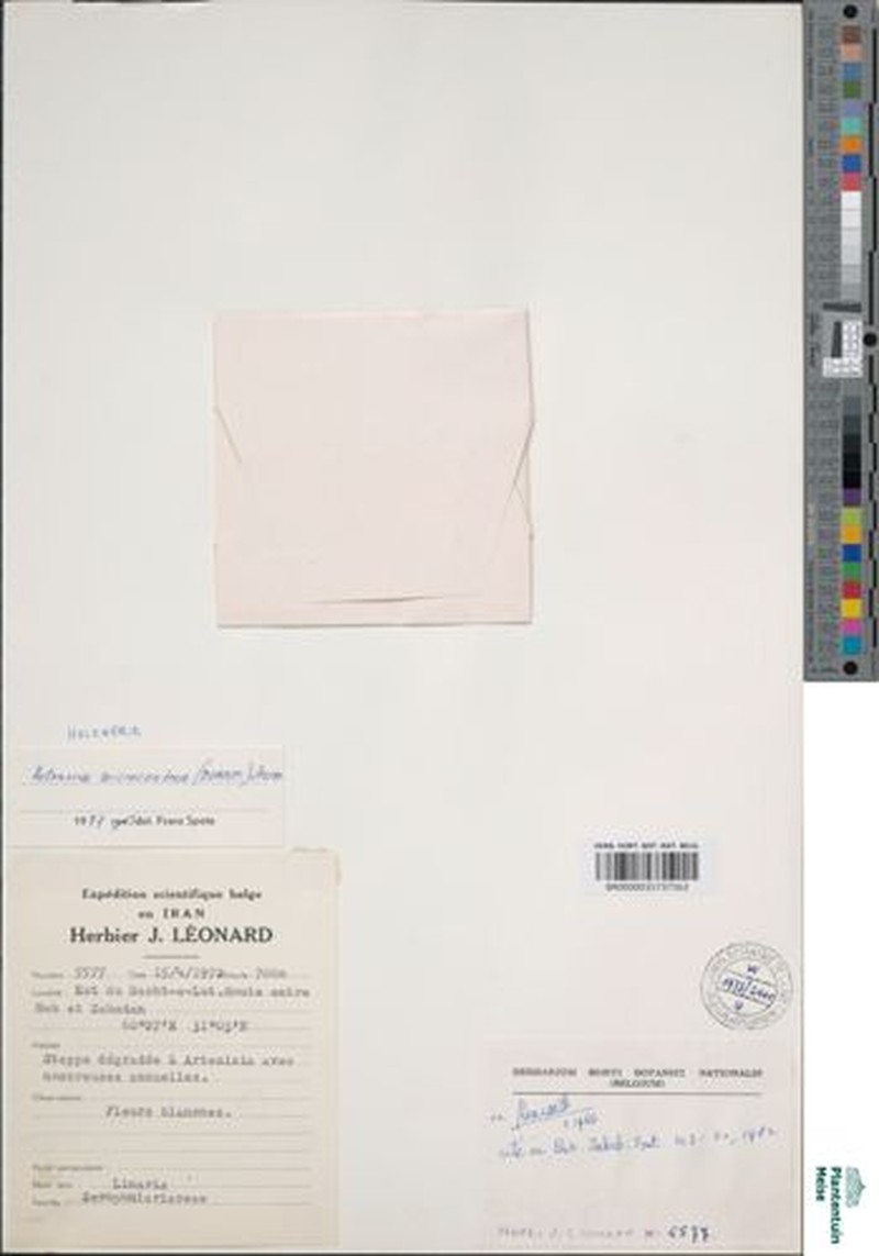 Holzneria microcentron