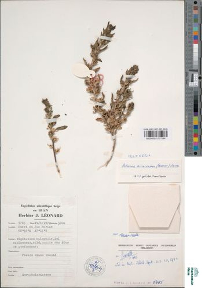 Holzneria microcentron photo 2