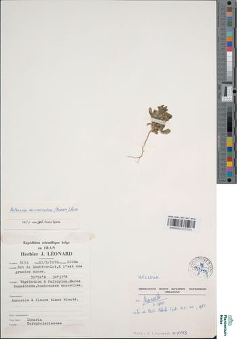 Holzneria microcentron photo 3