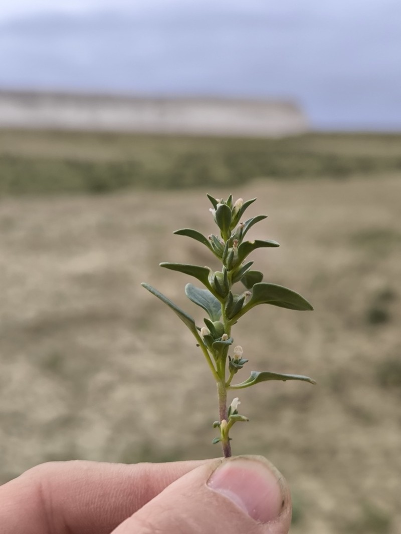 Holzneria spicata photo 2