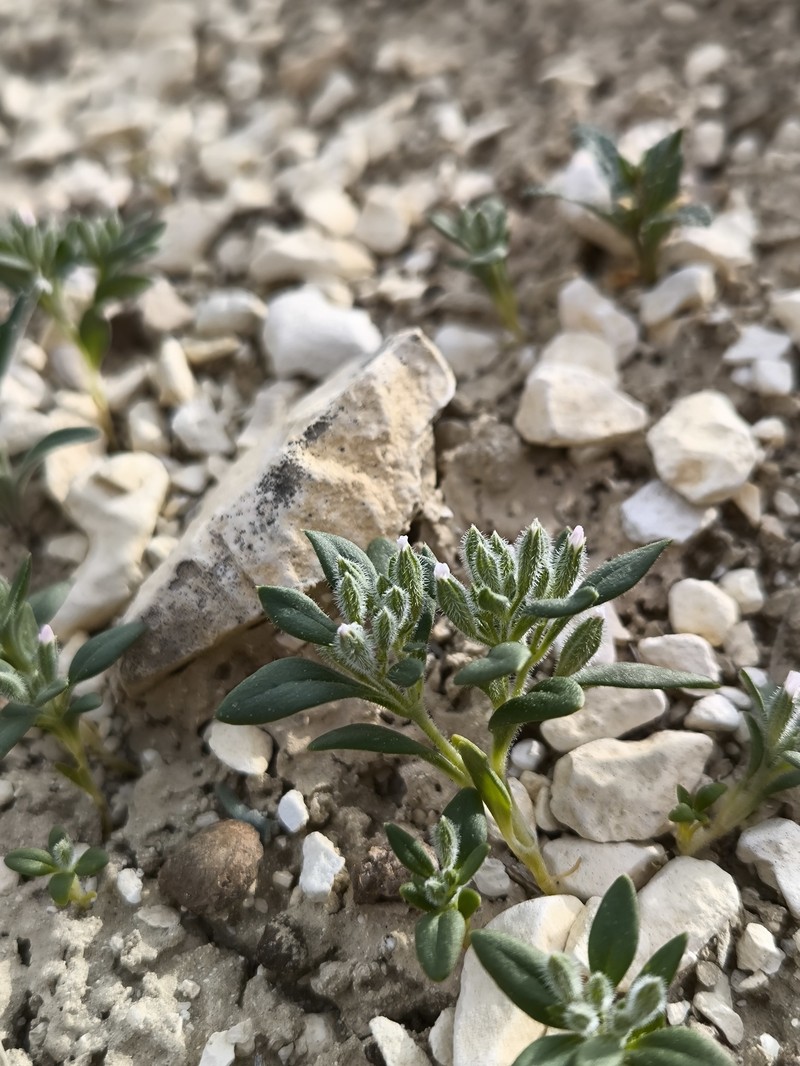 Holzneria spicata photo 4