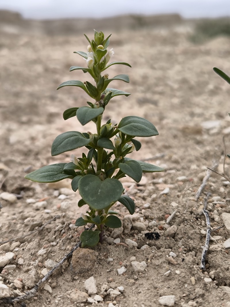 Holzneria spicata photo 6