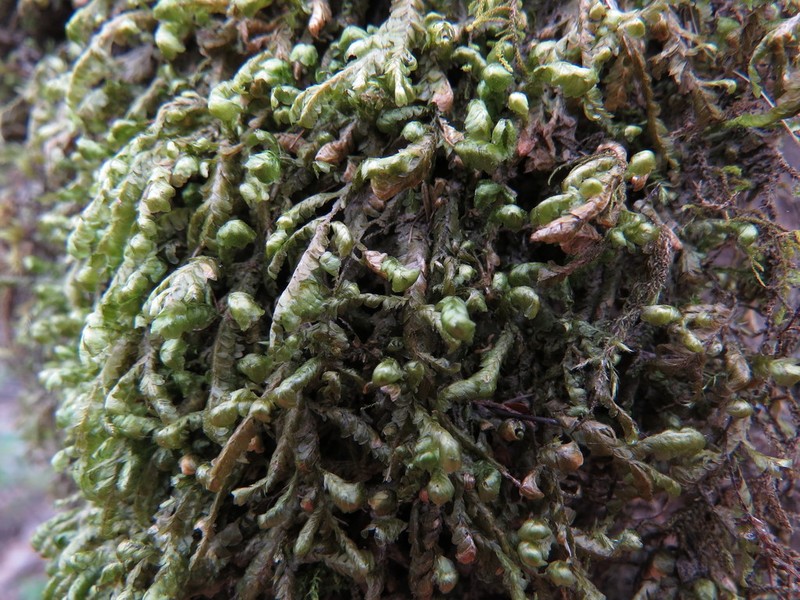 Homalia Moss
