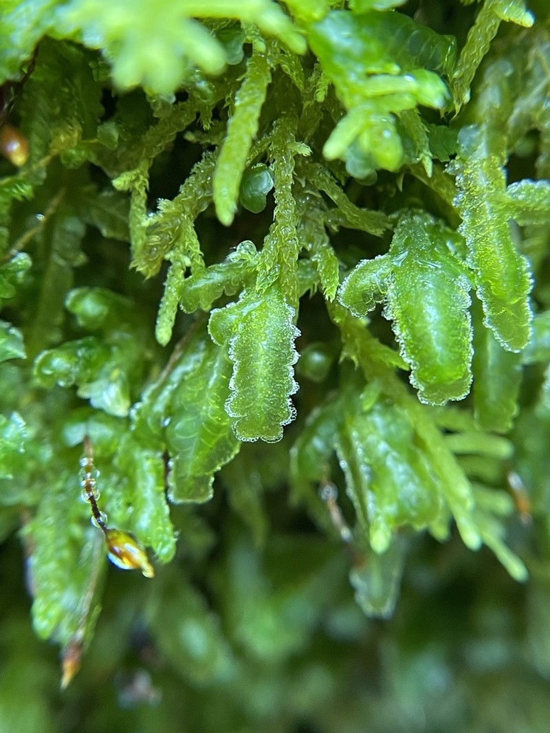 Homalia Moss photo 3
