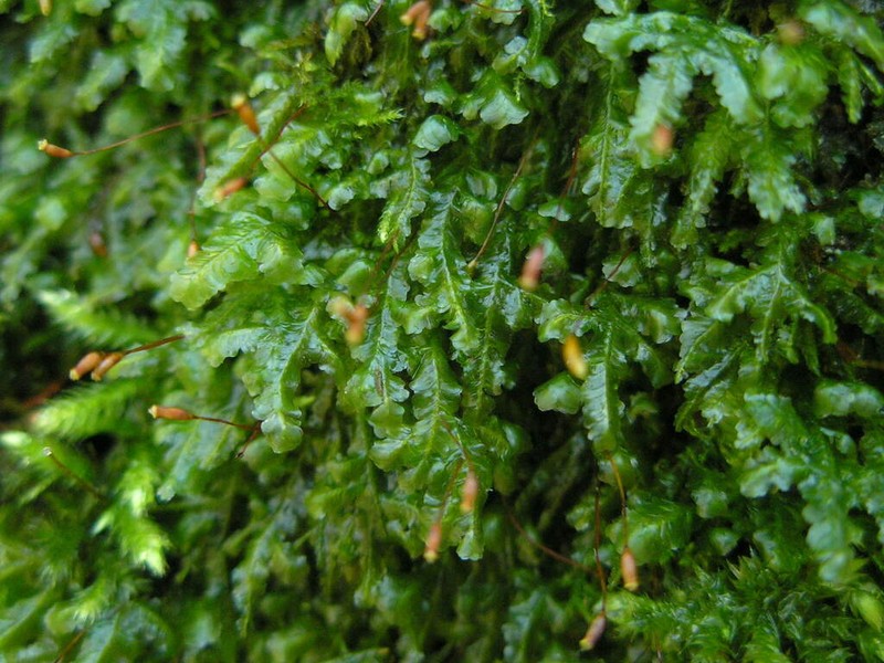 Homalia Moss photo 4
