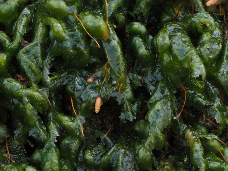 Homalia Moss photo 5