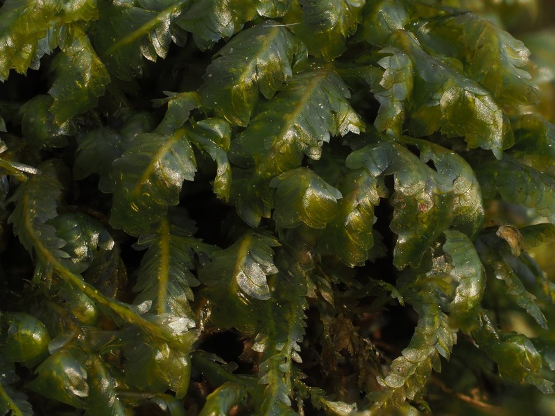 Homalia Moss photo 6