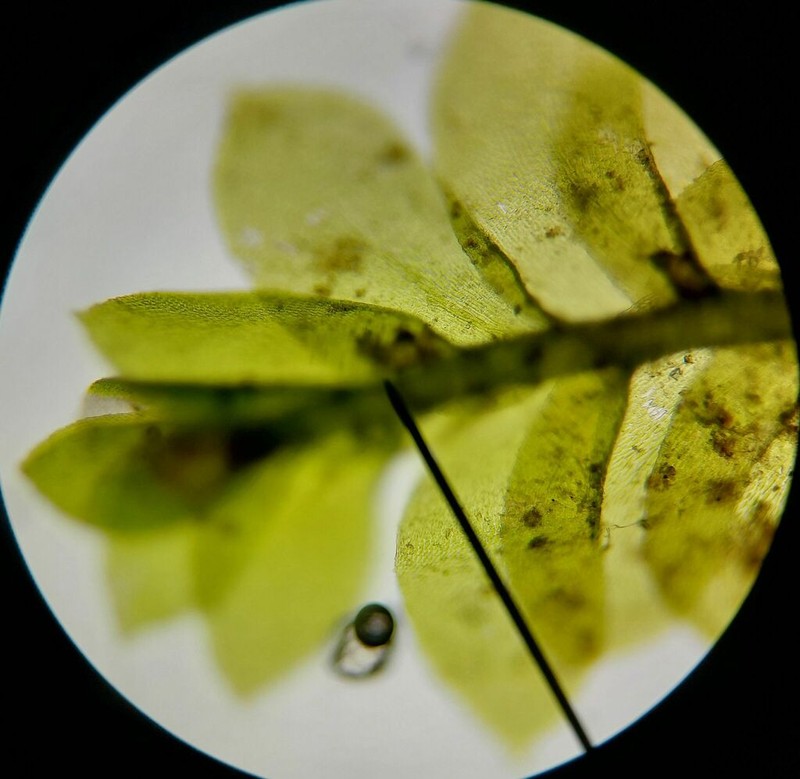 Homalia Moss photo 7