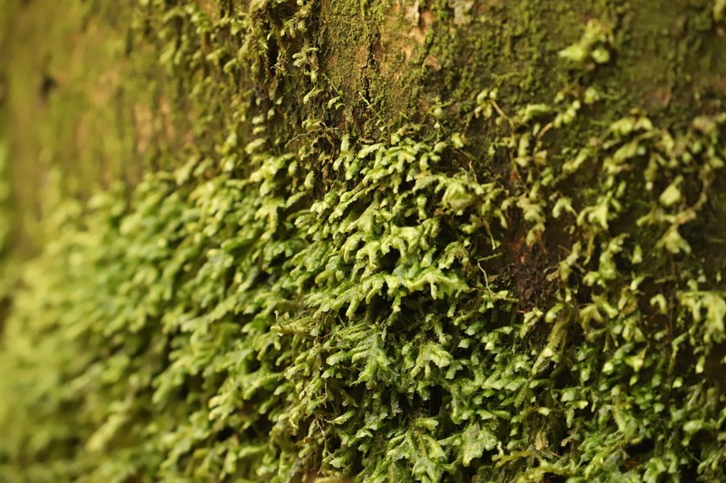 Homalia Moss photo 8