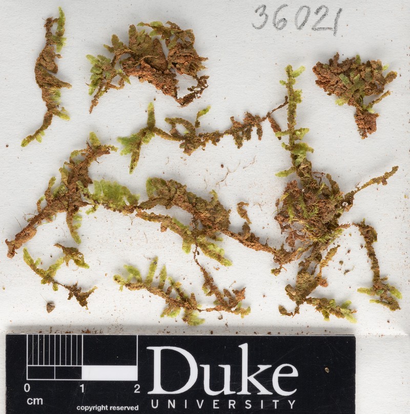 Sharp's Homaliadelphus Moss