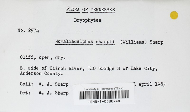 Sharp's Homaliadelphus Moss photo 3