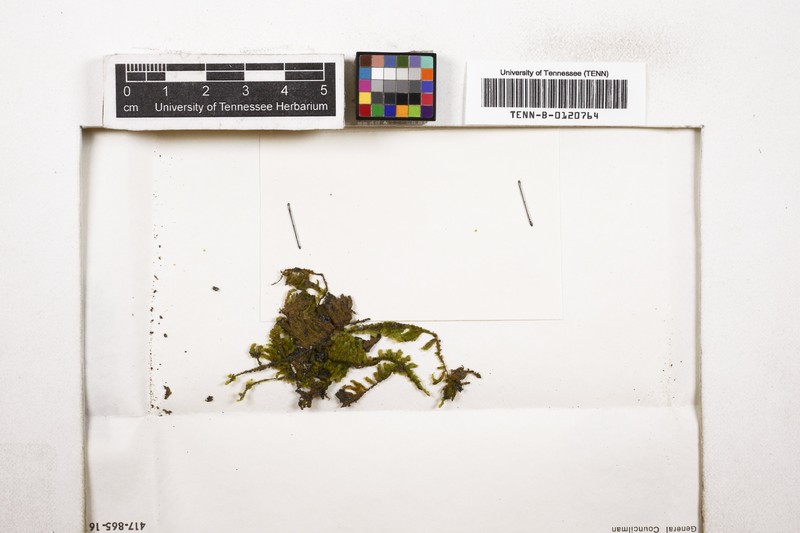 Sharp's Homaliadelphus Moss photo 4