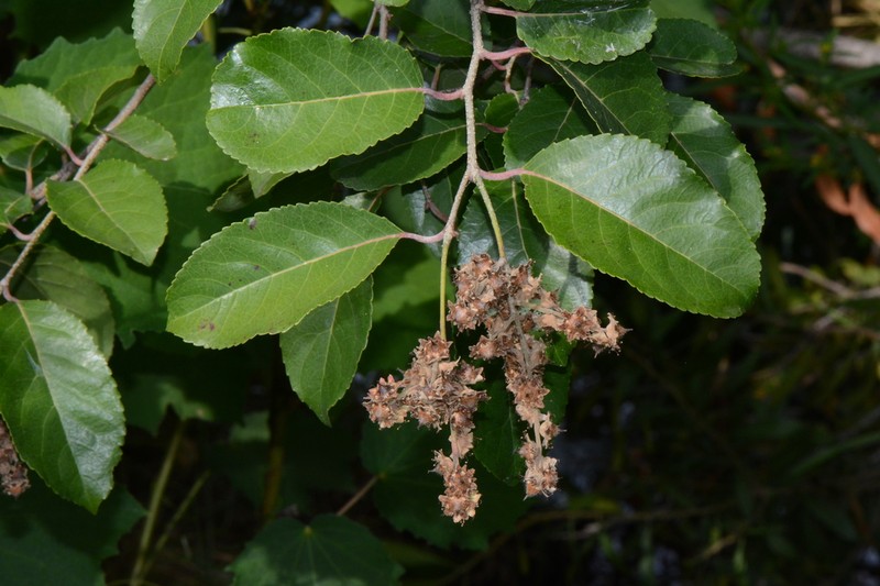 Homalium abdessammadii