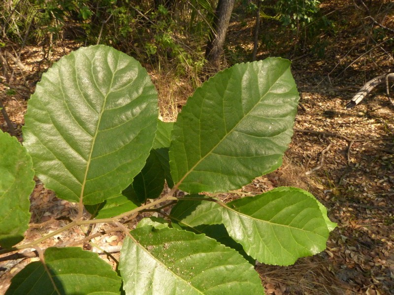 Homalium abdessammadii photo 2