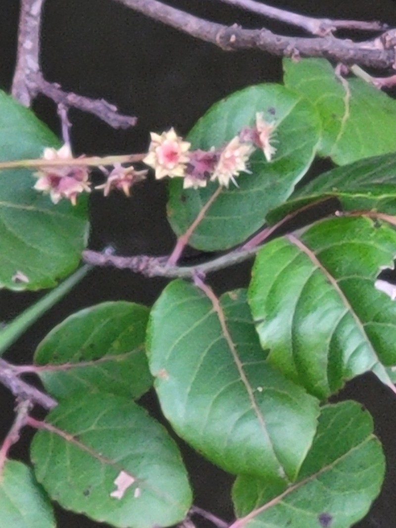 Homalium abdessammadii photo 4