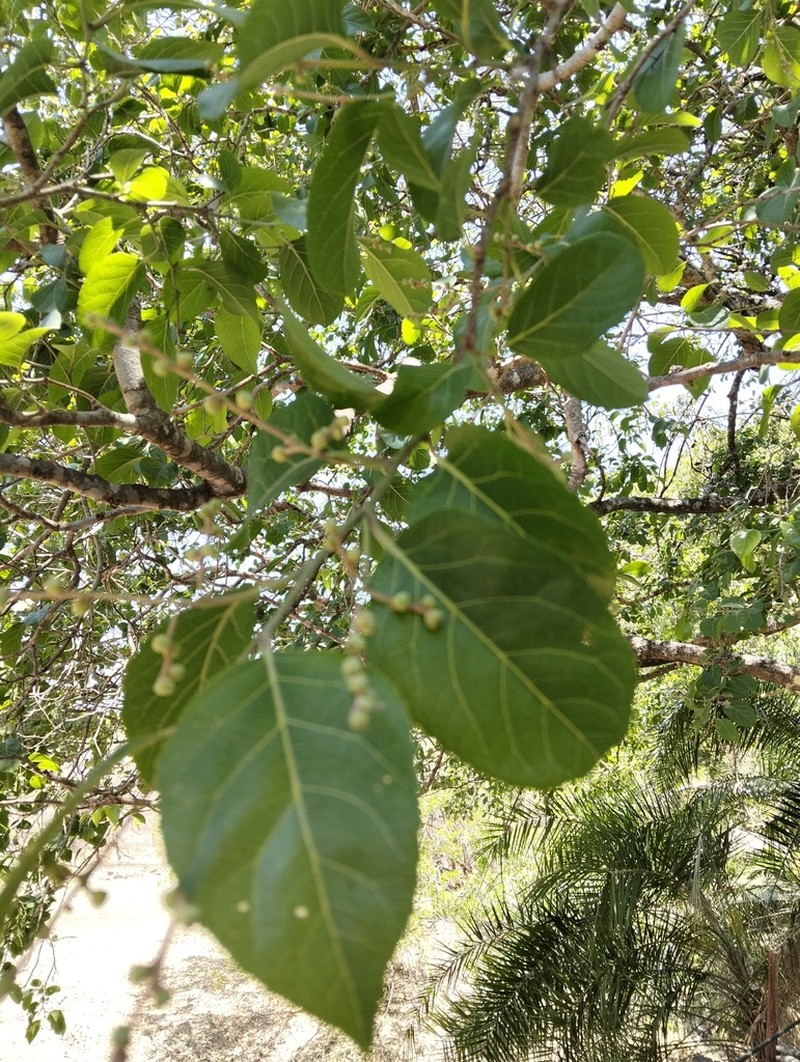Homalium abdessammadii photo 6