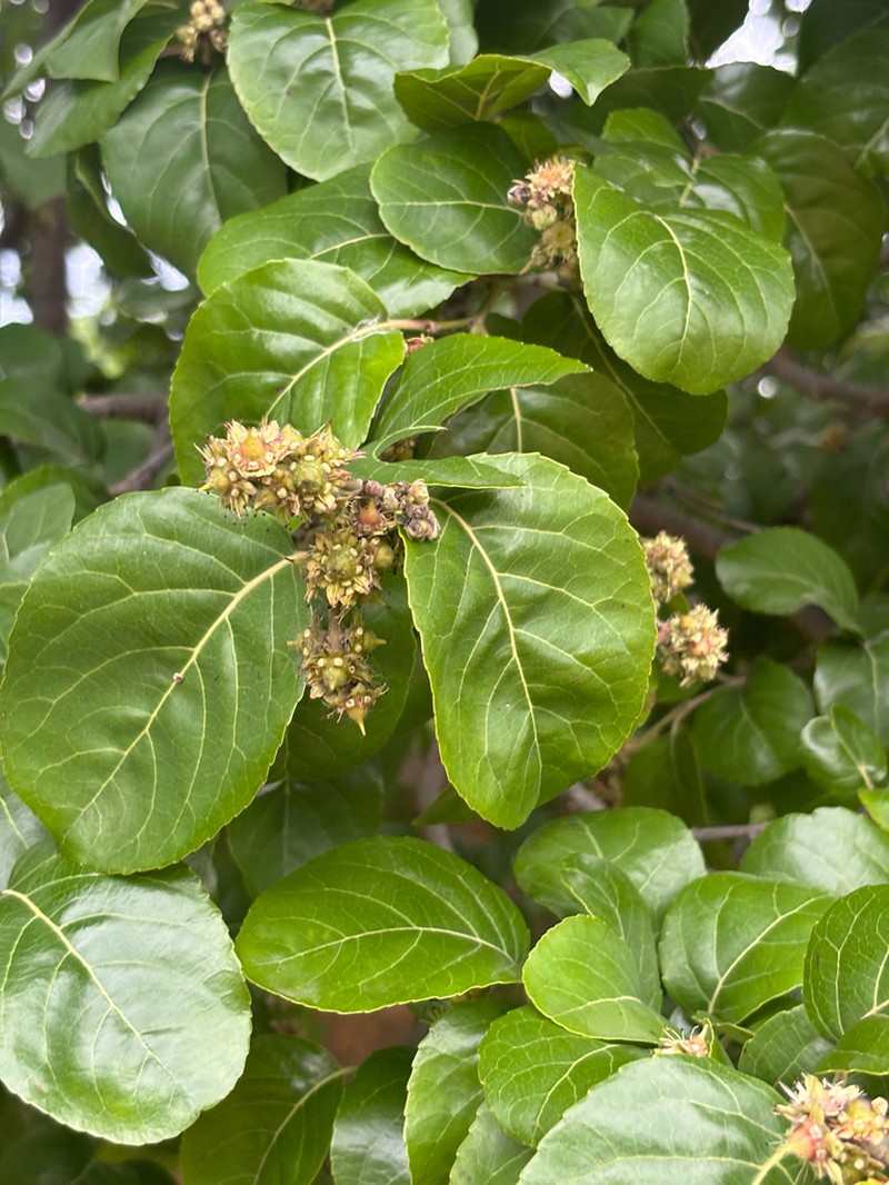 Homalium abdessammadii photo 8