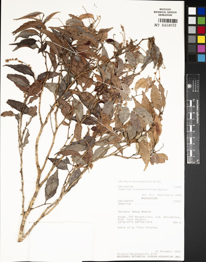 Homalium acuminatifolium