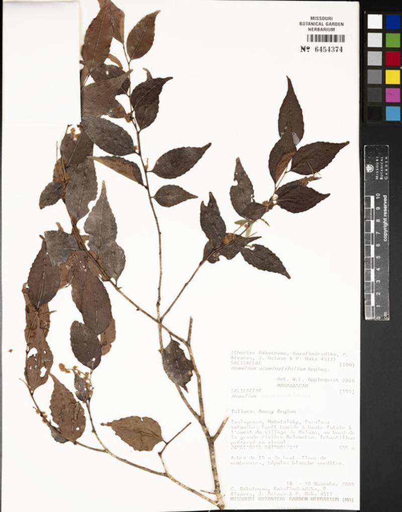 Homalium acuminatifolium photo 2