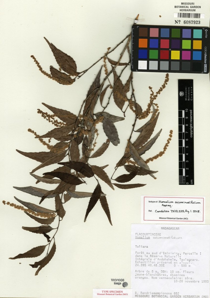 Homalium acuminatifolium photo 3