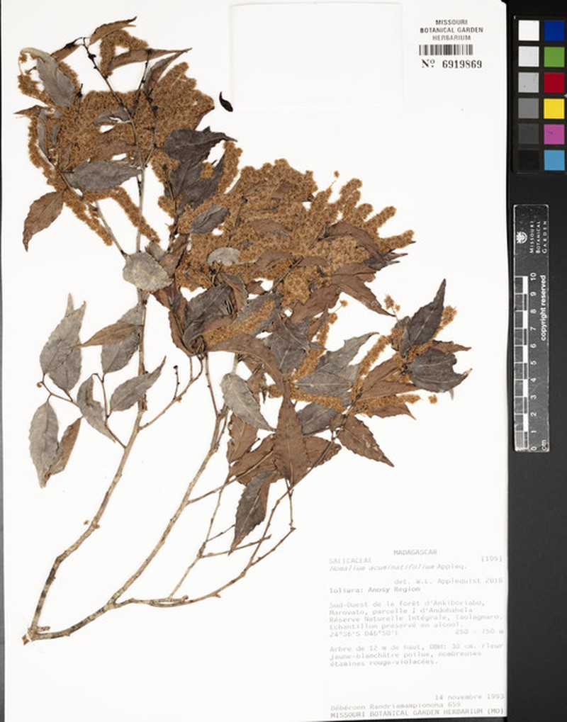 Homalium acuminatifolium photo 4