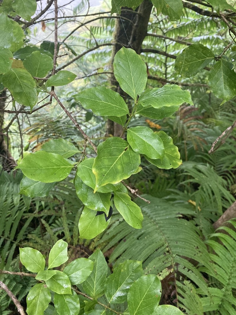 Homalium acuminatum