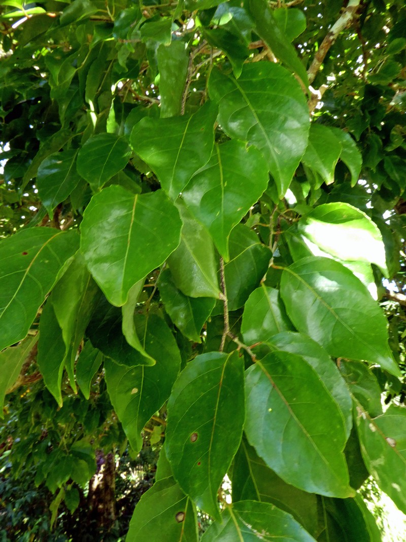 Homalium acuminatum photo 2