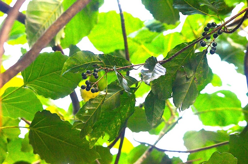 Homalium acuminatum photo 3