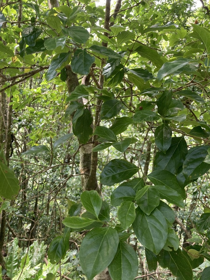 Homalium acuminatum photo 4