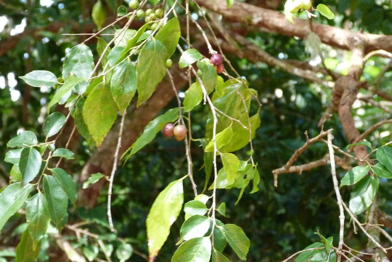 Homalium acuminatum photo 5