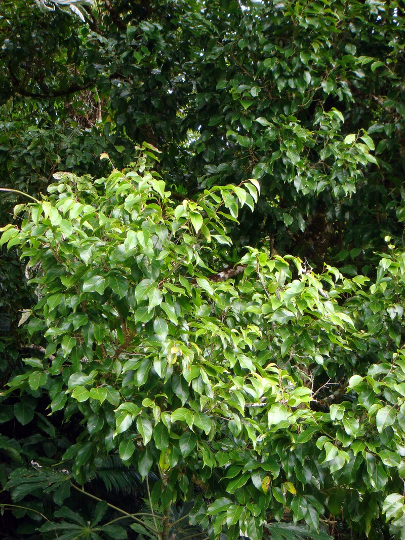 Homalium acuminatum photo 6