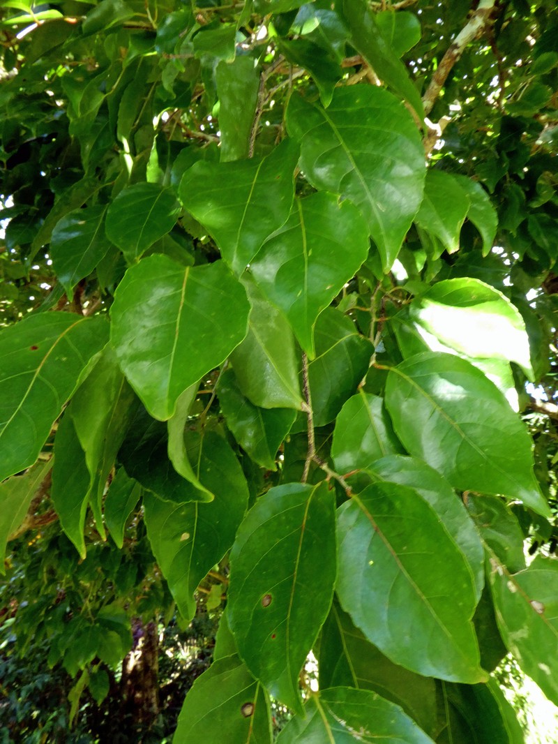 Homalium acuminatum photo 7