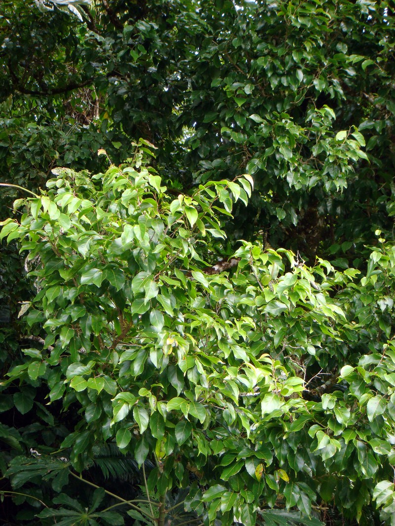 Homalium acuminatum photo 8